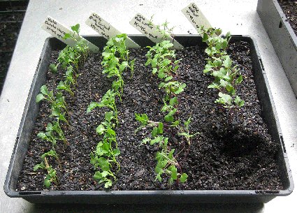 Autumn sowings - Green Harvest