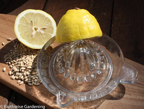 Granddad’s lemon barley water - Green Harvest