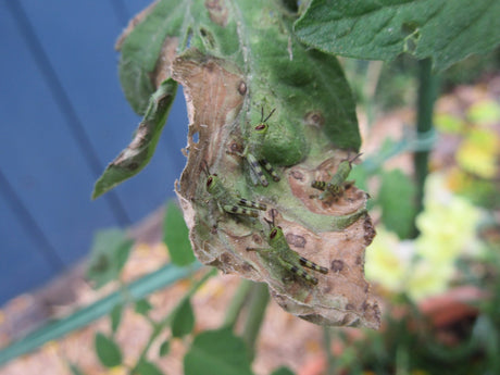 Grasshopper Organic Control Information - Green Harvest