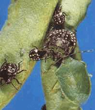 Green Vegetable Bug Organic Control Information - Green Harvest