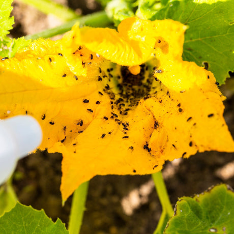 Help with pest identification - Green Harvest
