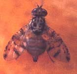 Med Fly Organic Control Information - Green Harvest