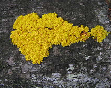 Mould with itchy feet - Green Harvest