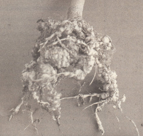 Nematode Organic Control Information - Green Harvest