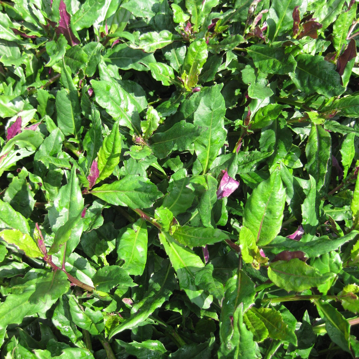 Okinawa Spinach Starter Plant - 3+ Inch Edible Perennial For Gardens & Pots
