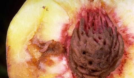 Oriental Fruit Moth Organic Control Information - Green Harvest