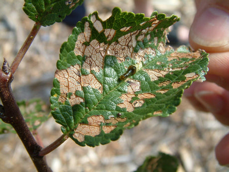 Pear and Cherry Slug Organic Control Information - Green Harvest