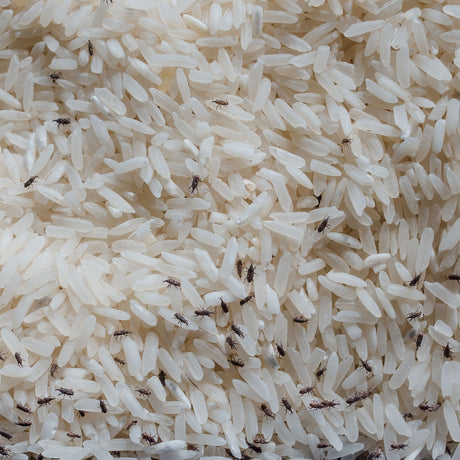 Pests of Stored Food Organic Control Information - Green Harvest