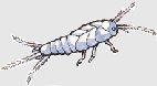 Silverfish Organic Control Information - Green Harvest