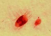 Spider Mite Organic Control Information - Green Harvest