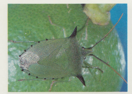 Spined Citrus Bug Organic Control Information - Green Harvest