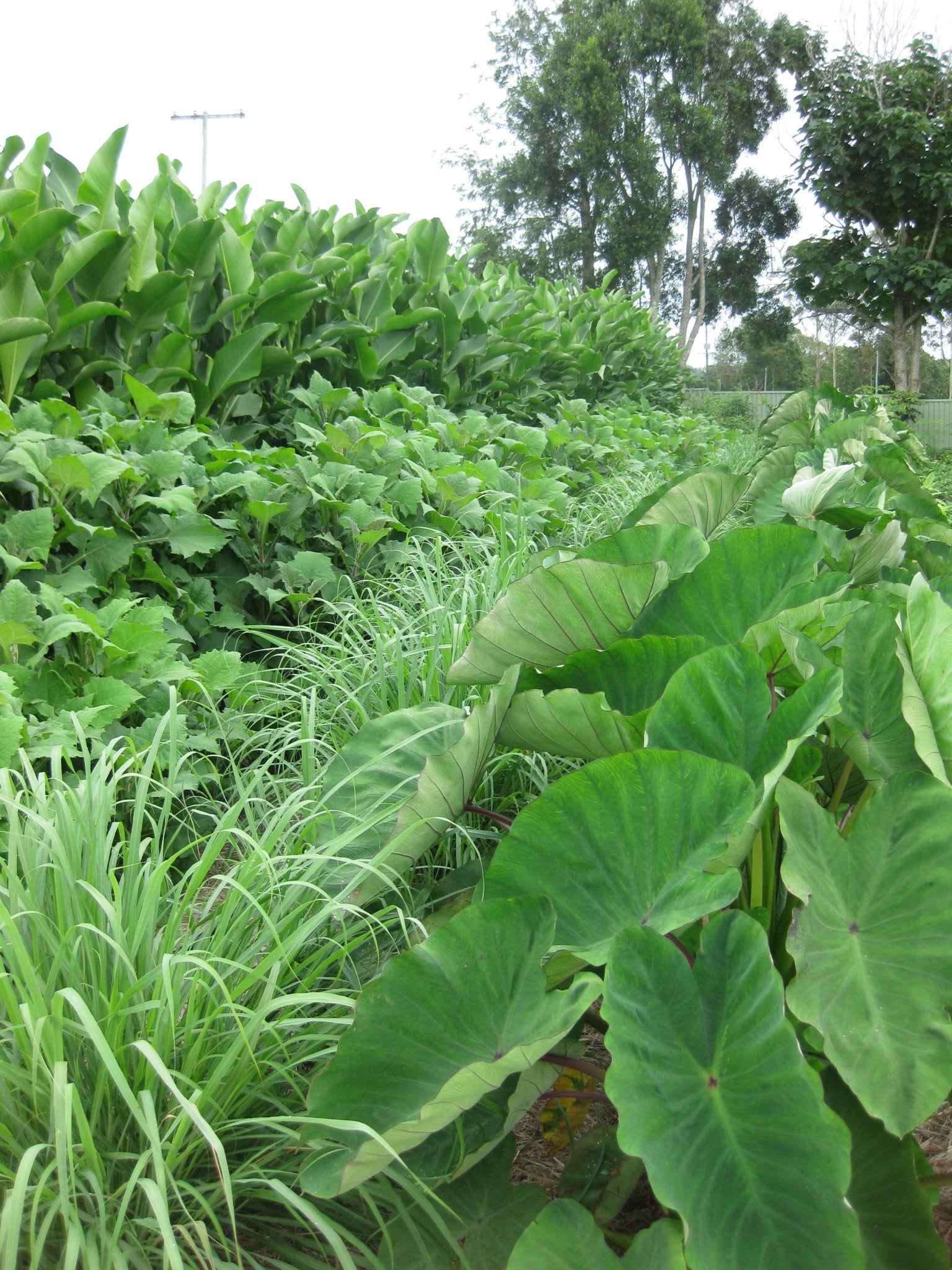 Taro Growing Information – Green Harvest