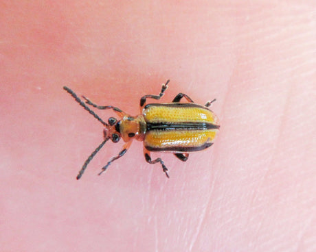 Three-Lined Potato Beetle Organic Control Information - Green Harvest