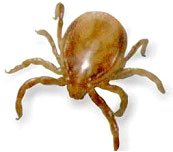 Tick Organic Control Information - Green Harvest