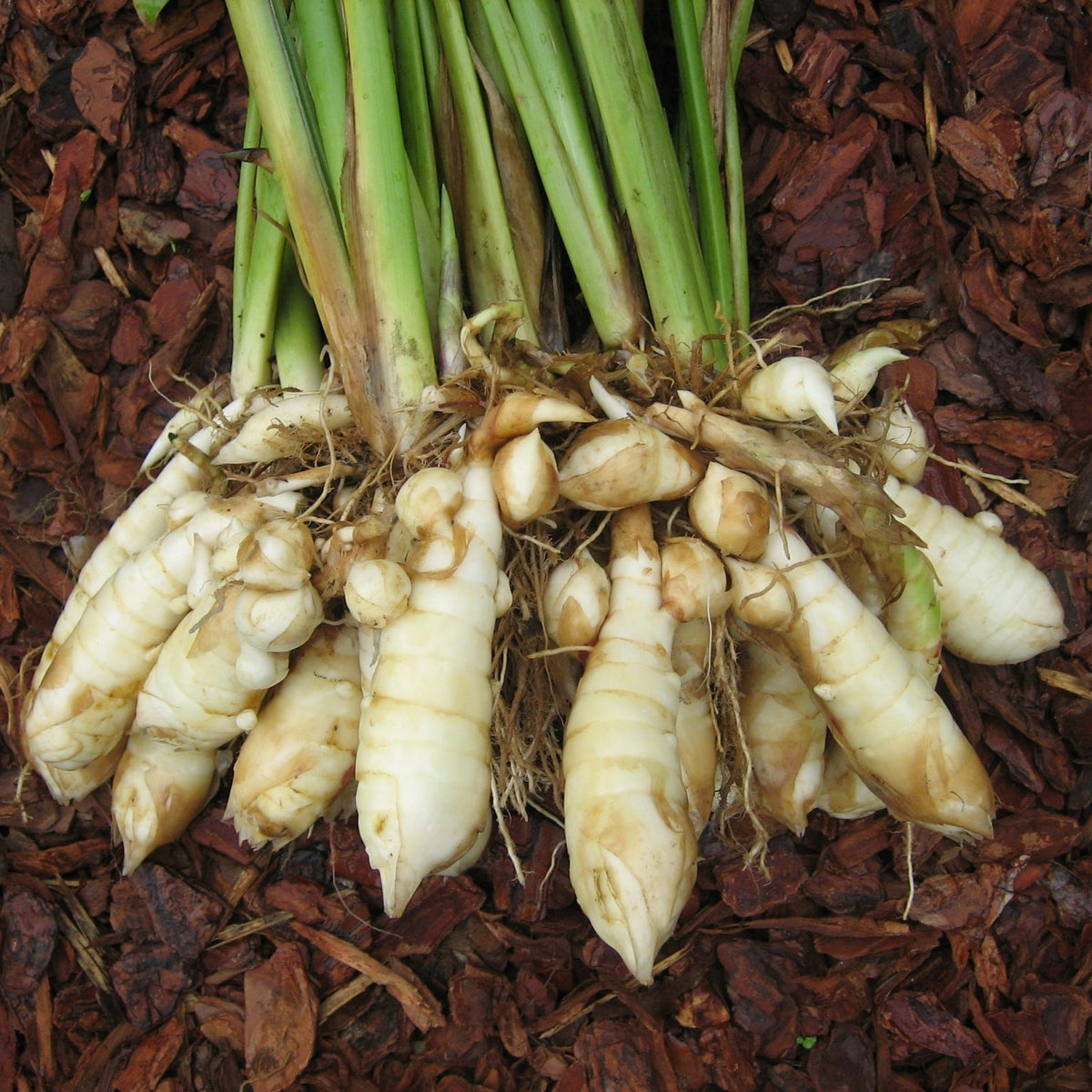 greenharvest.com.au