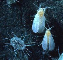 Whitefly Organic Control Information - Green Harvest