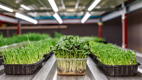 Sprouts and Microgreens