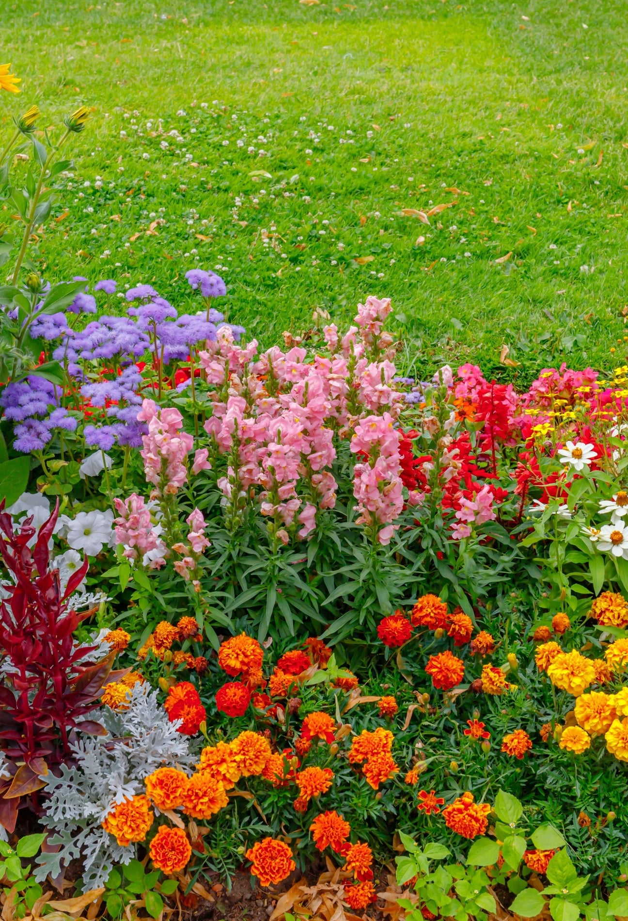 Flowers and Ornamentals