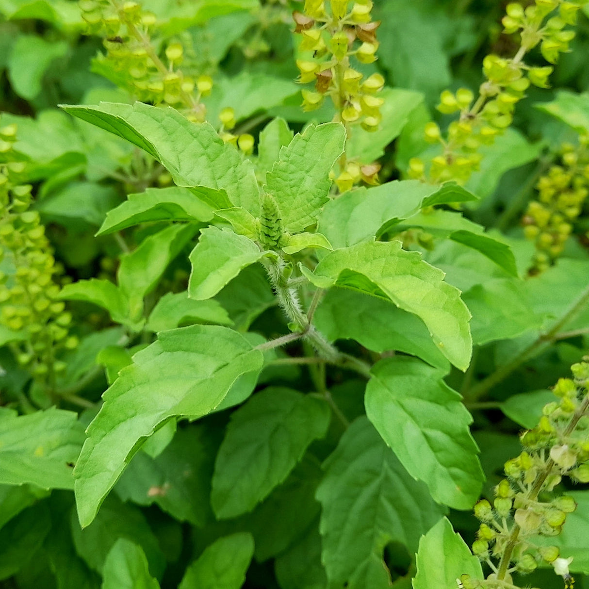 Basil 'Sacred'