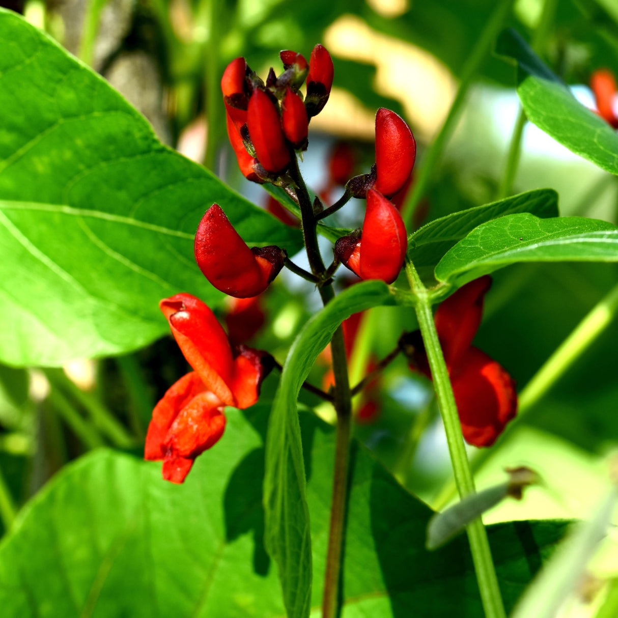 Bean Climbing 'Scarlet Emperor'