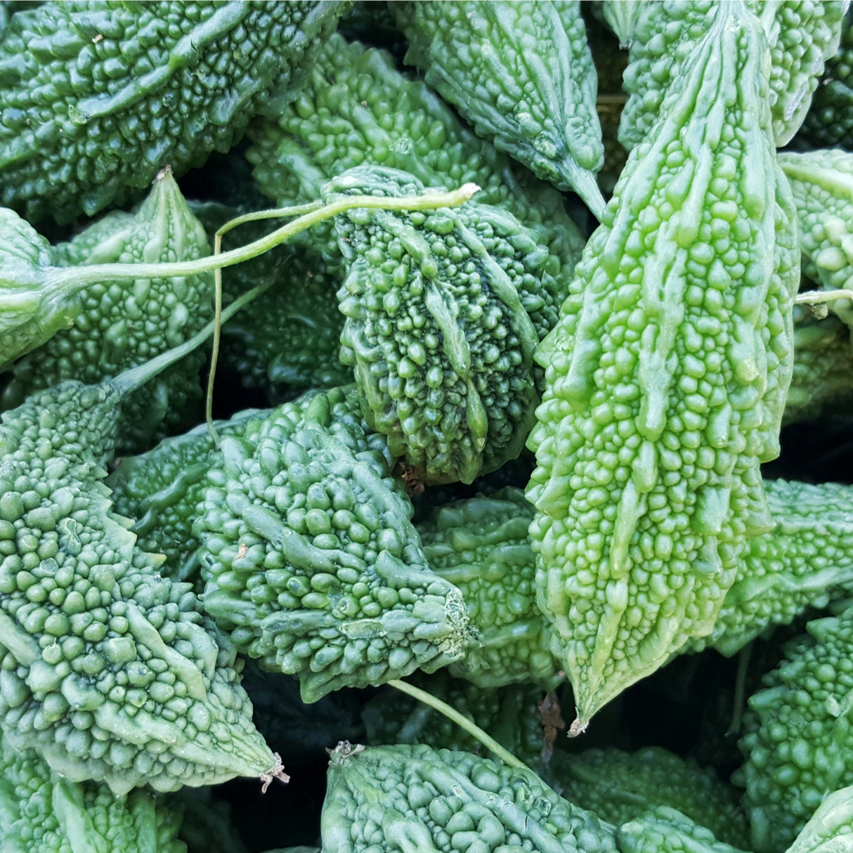 Melon - Bitter (Jounpuri)