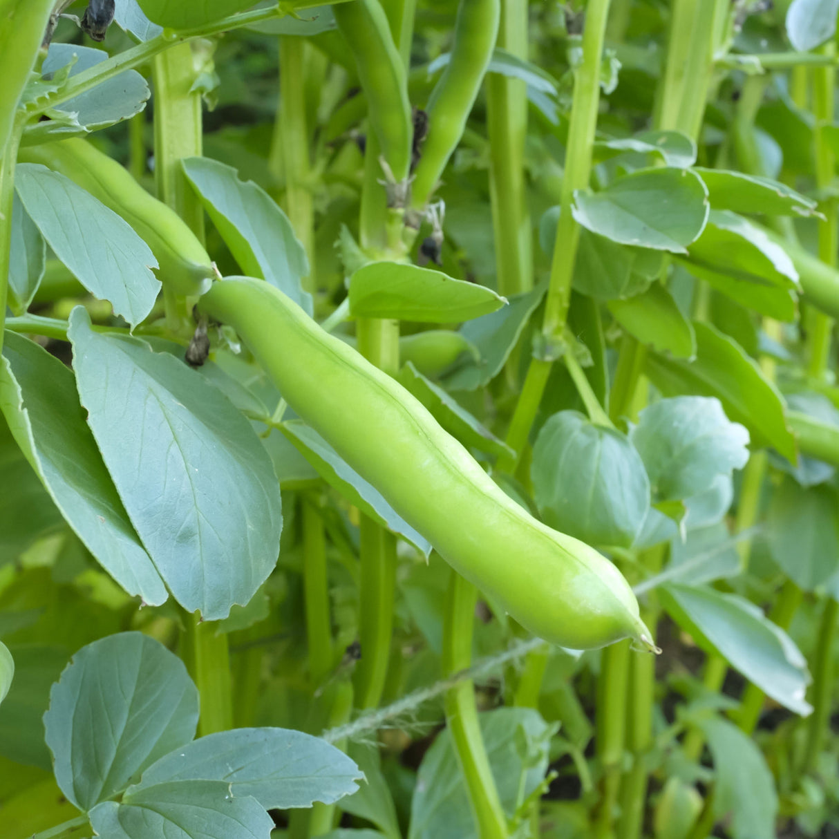 A green broad bean pod growing on a plant with surrounding leaves.