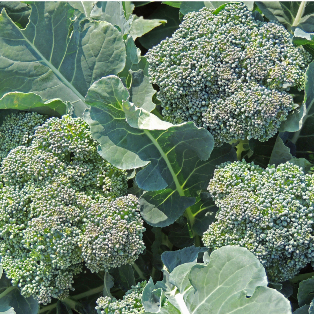 Broccoli 'Di Ciccio'
