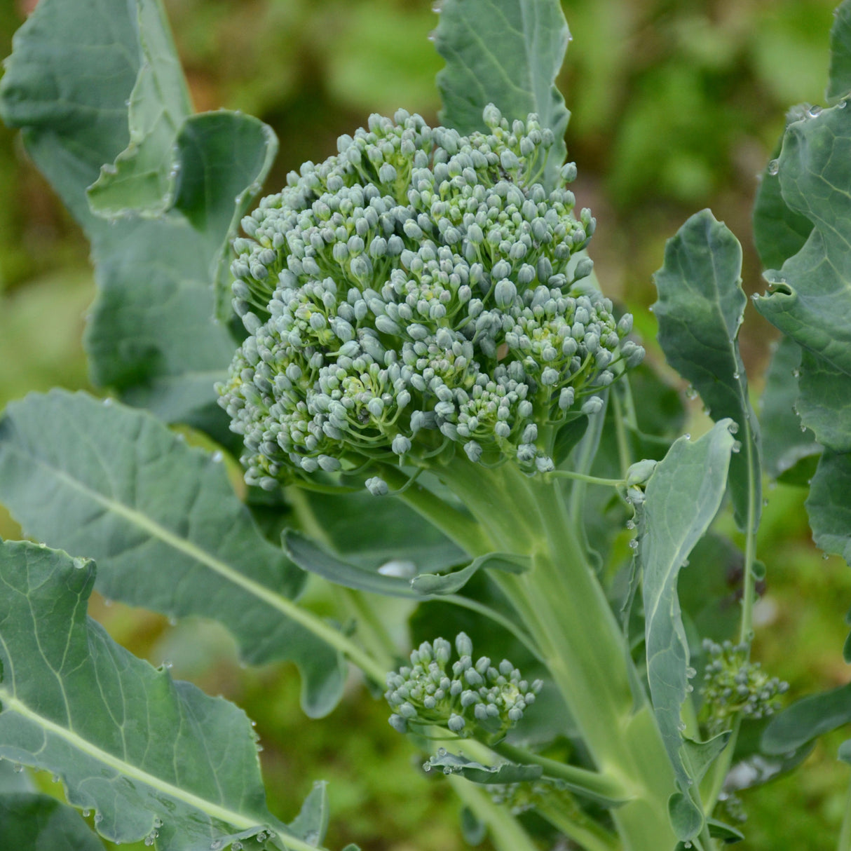 Broccoli 'Green Sprouting Calabrese'