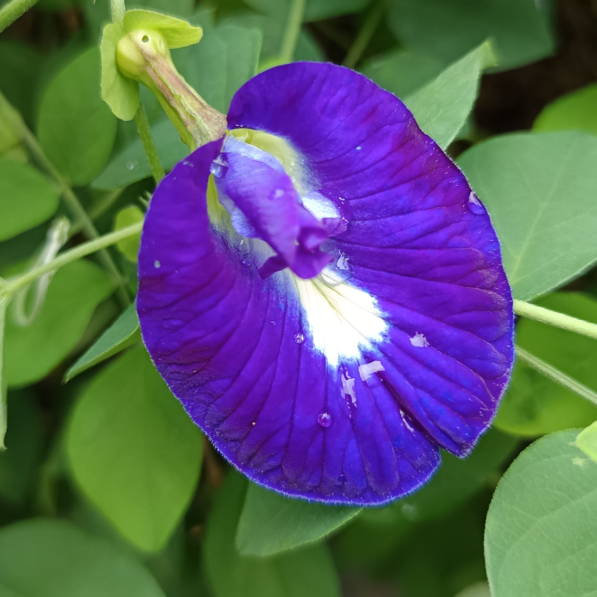 Butterfly Pea