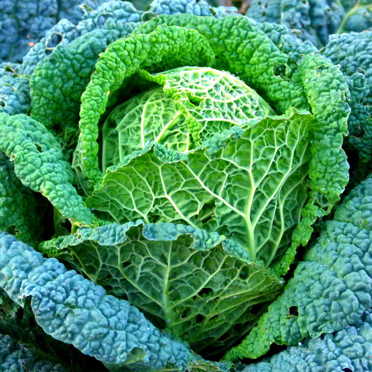 Cabbage 'Savoy Vertus'