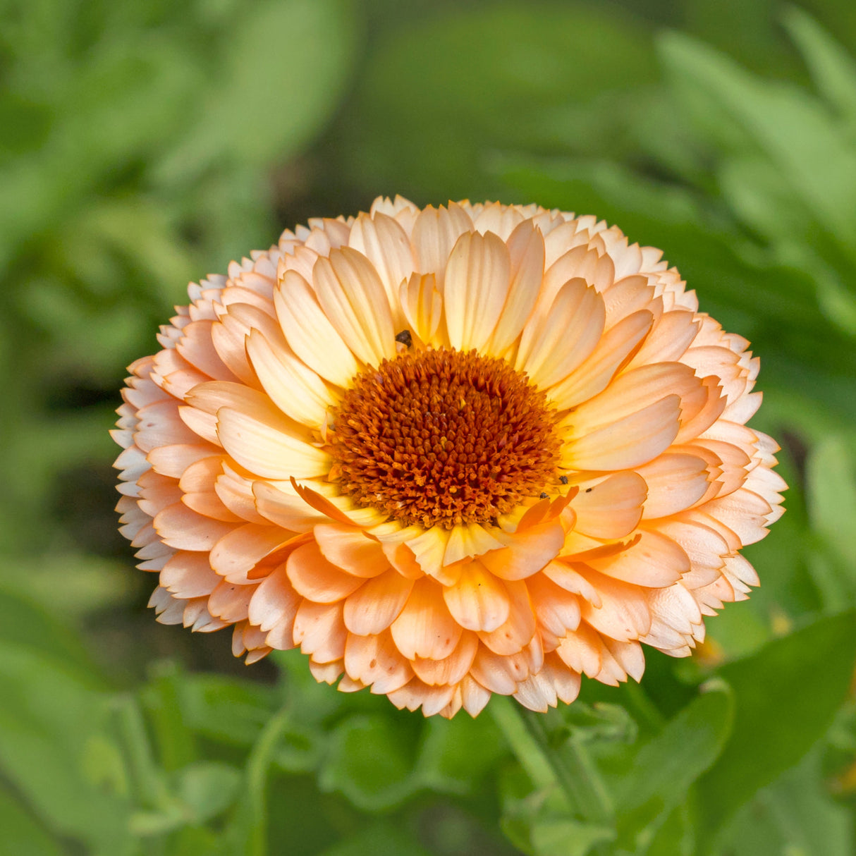 Calendula 'Pink Surprise'