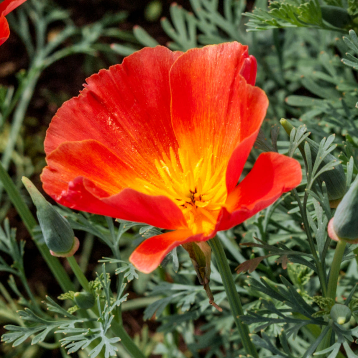 California Poppy 'Red Chief'