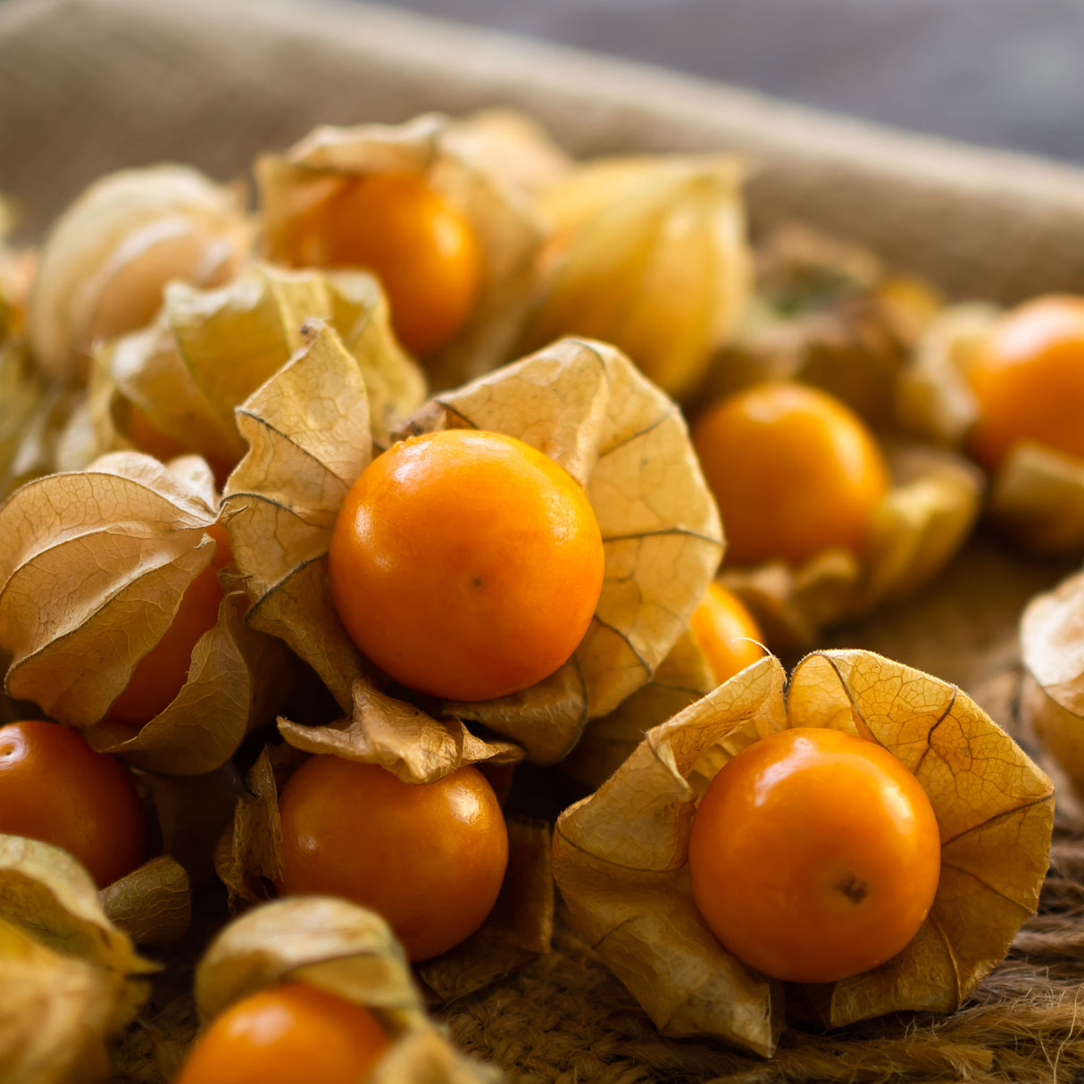 Cape Gooseberry