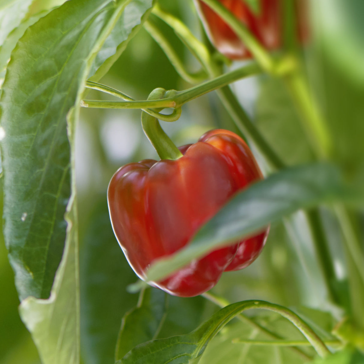 Capsicum 'Mini Bell Red'