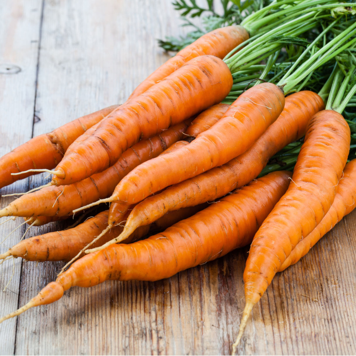 Carrot 'All Seasons'