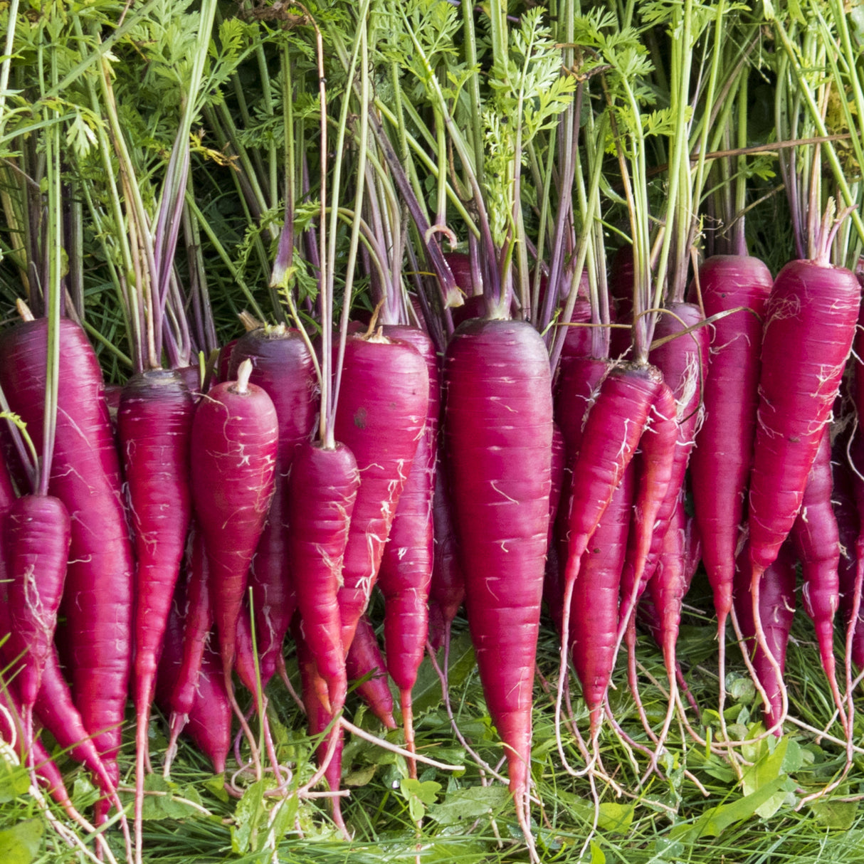 Carrot 'Cosmic Purple'
