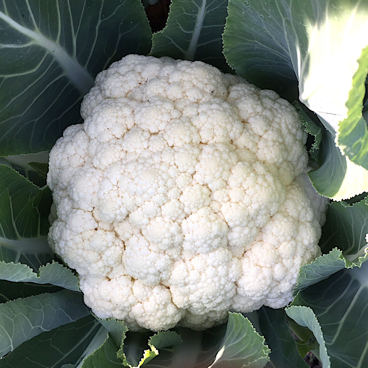 Cauliflower 'Snowball Improved'