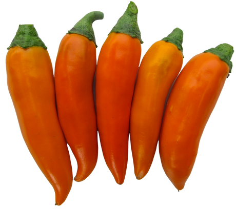 Chilli 'Bulgarian Carrot'