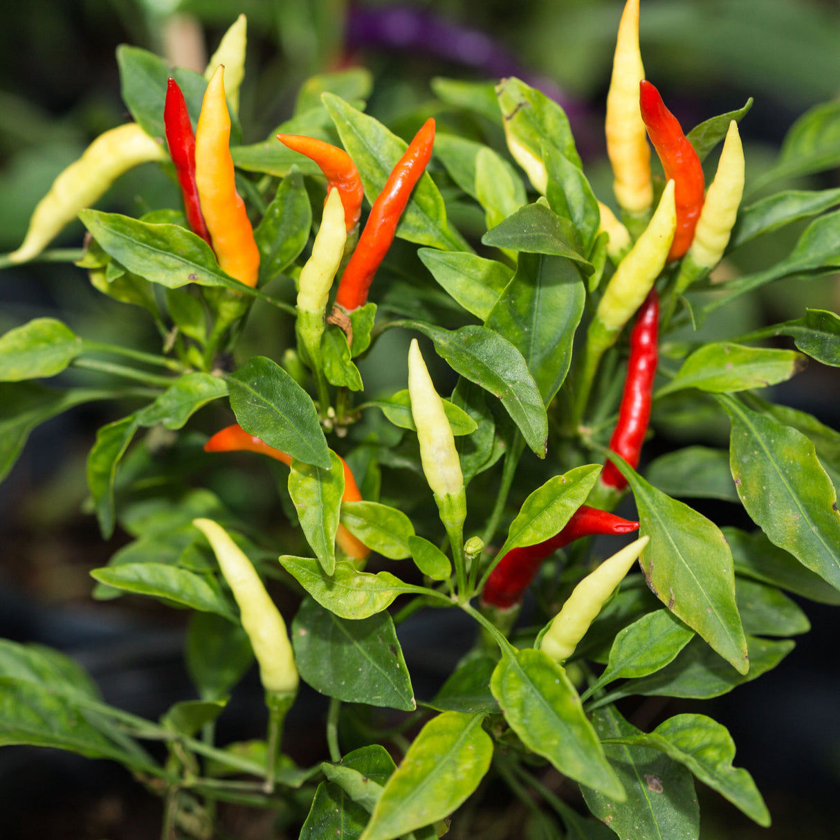 Chilli 'Birdseye Thai'