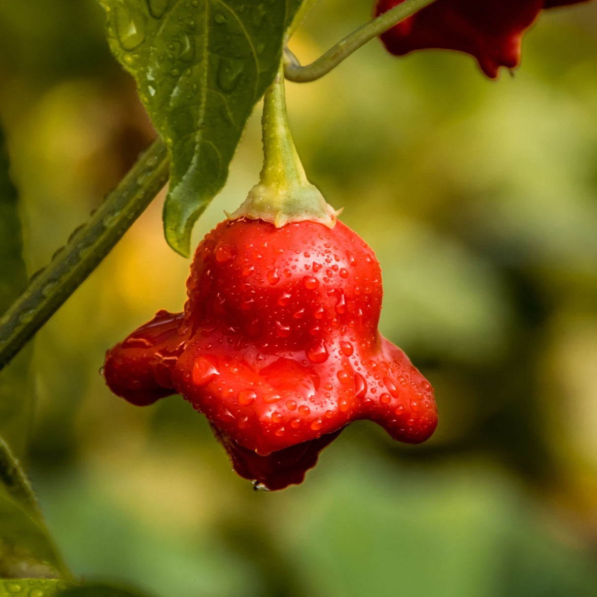 Chilli 'Bishop's Crown'