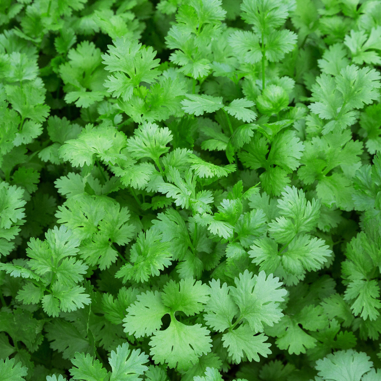 Coriander 'Slow Bolt'
