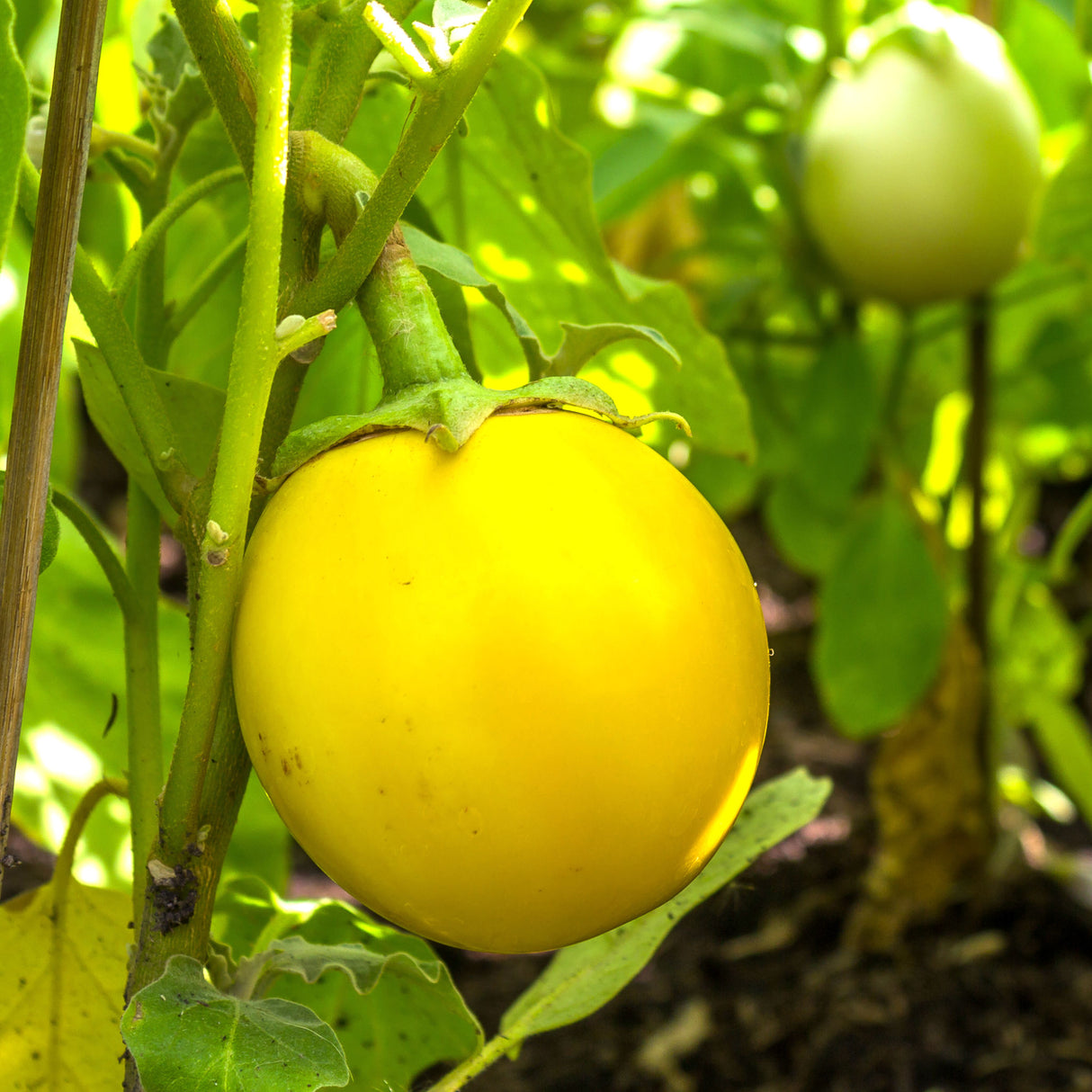 Eggplant 'Golden Egg'