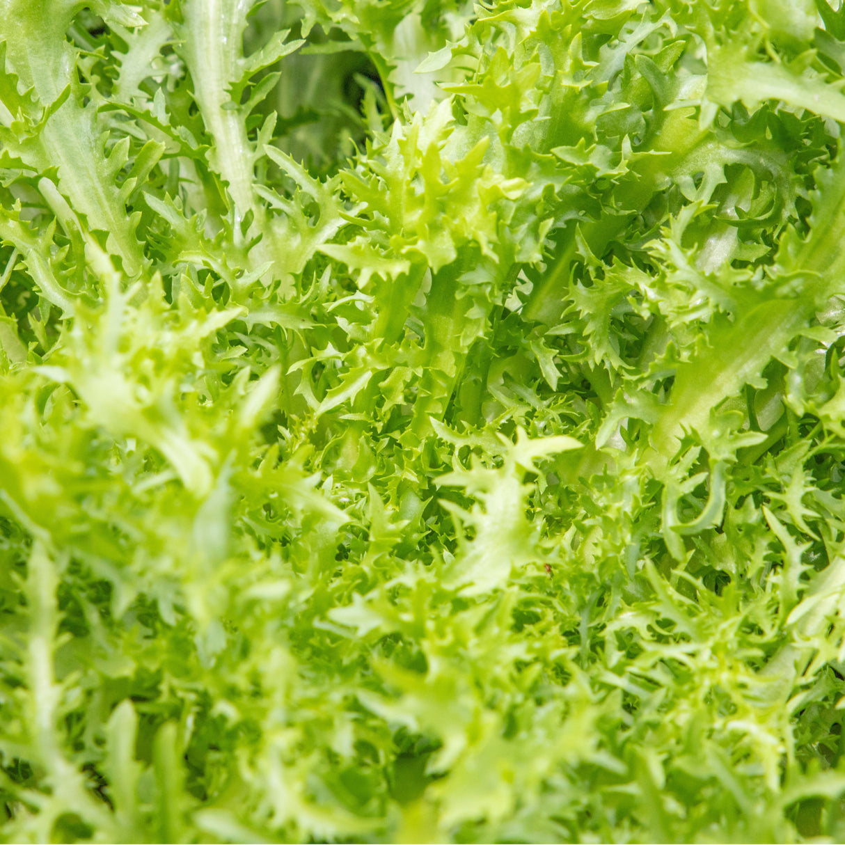 Endive 'Green Curled Ruffec'