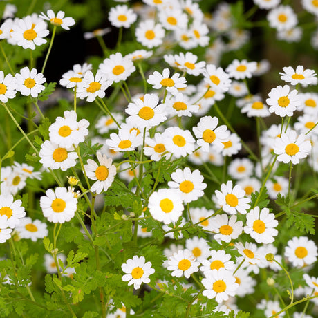 Chamomile - English
