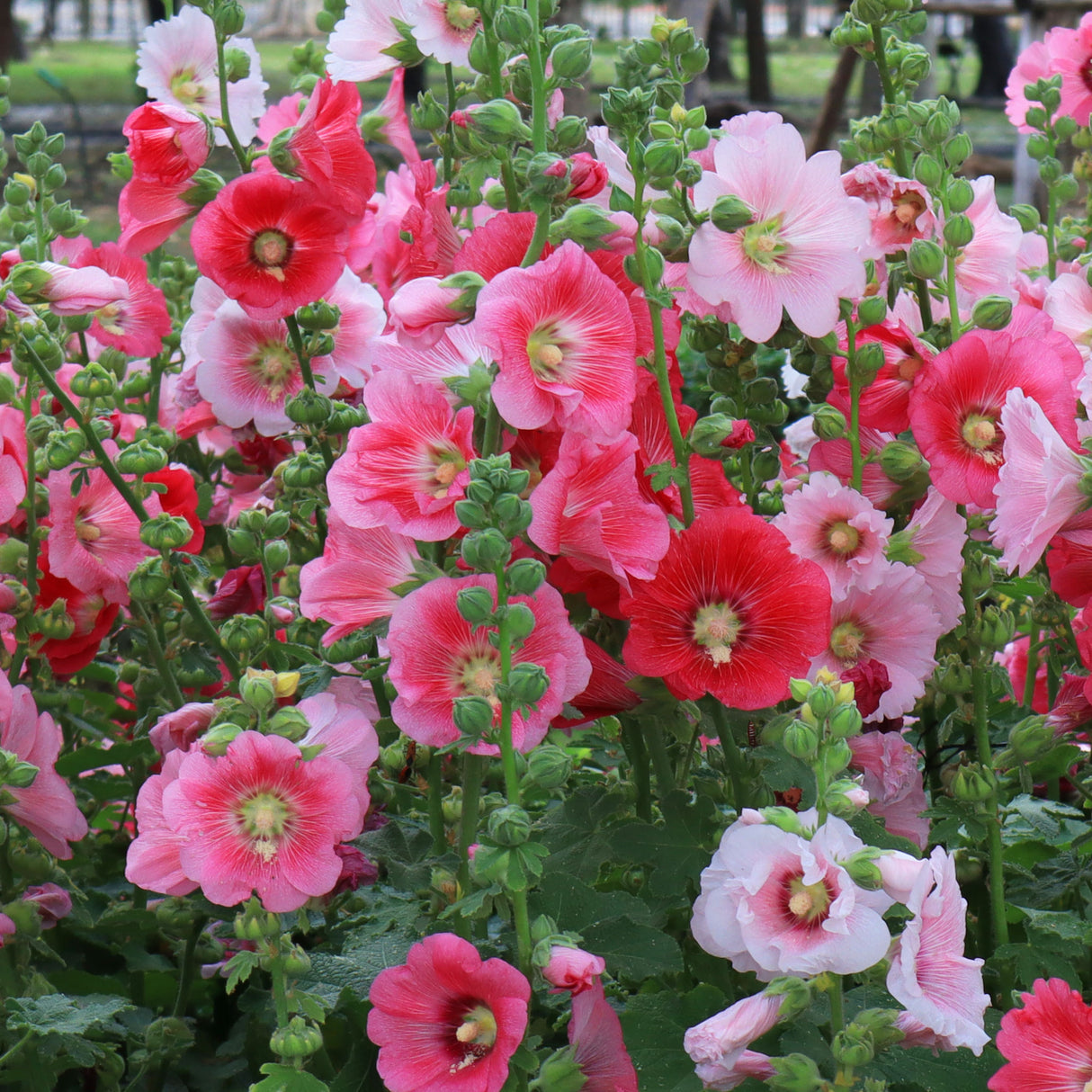 Hollyhock 'Summer Carnival'