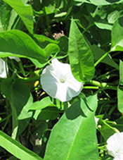 Kang Kong 'Bamboo Leaf'