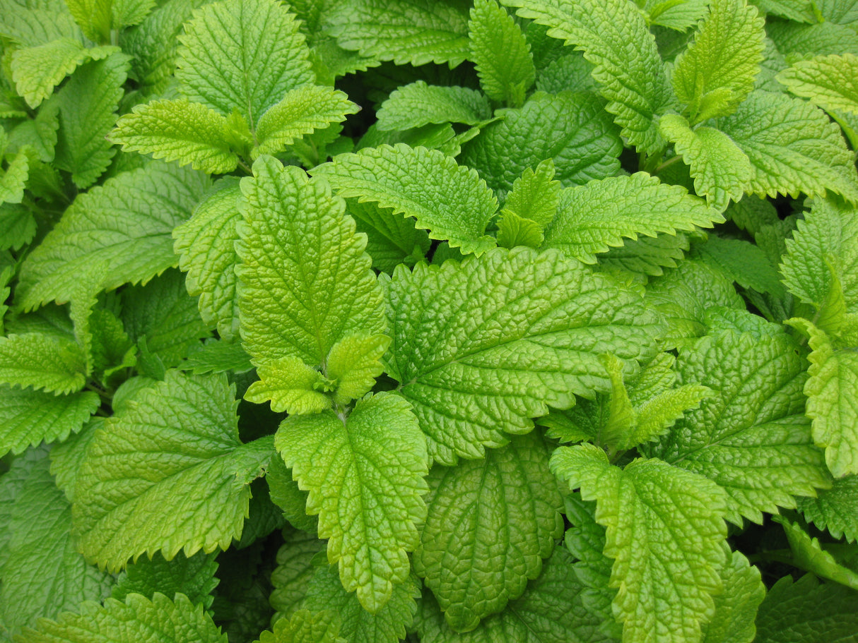 Lemon Balm