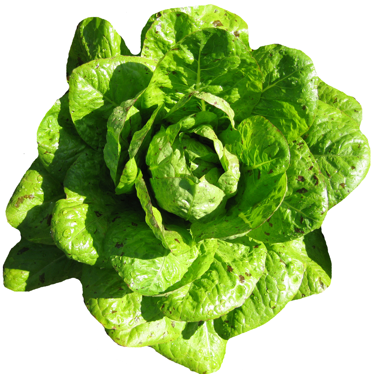 Lettuce 'Romaine Freckles'