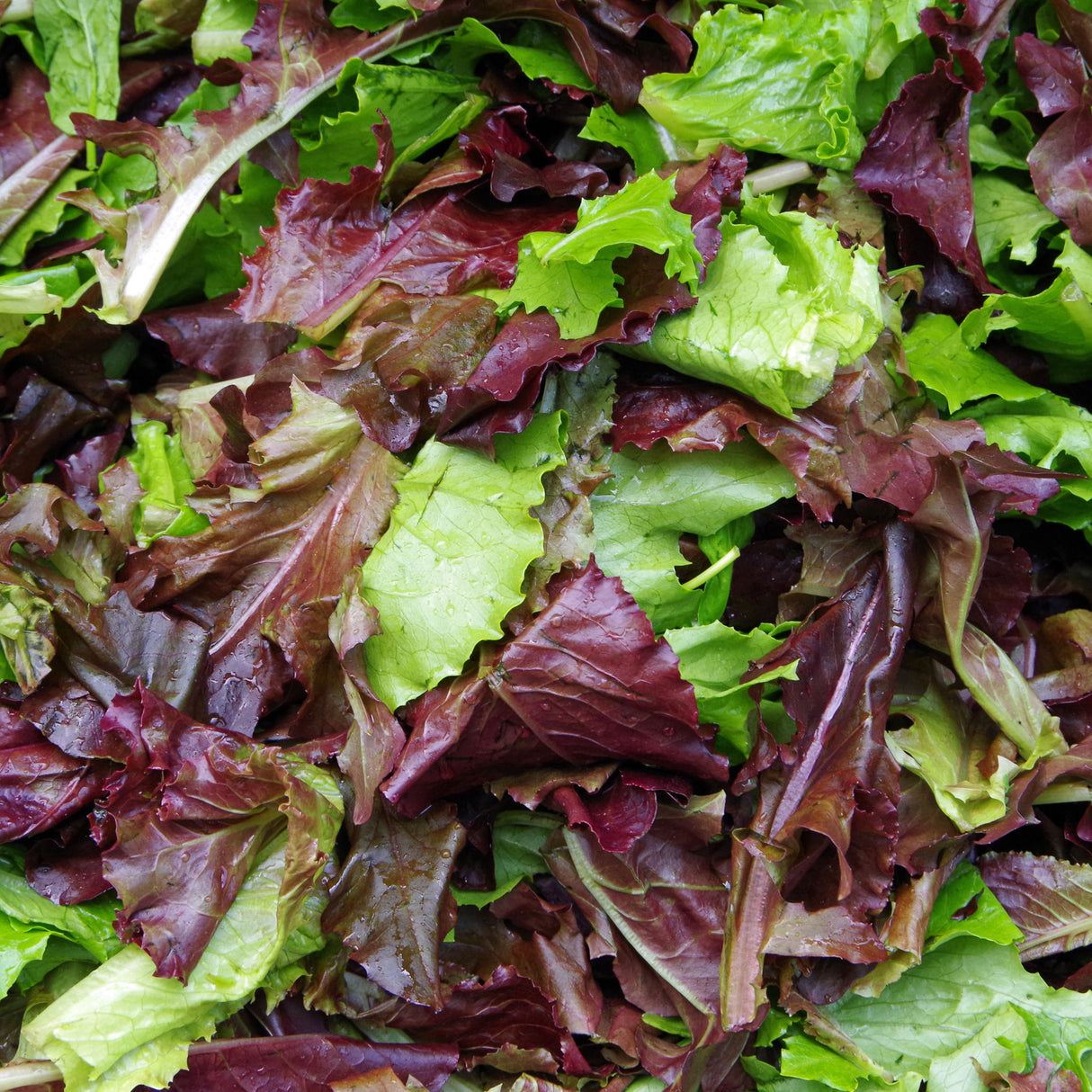 Lettuce 'Loose Leaf Mix'
