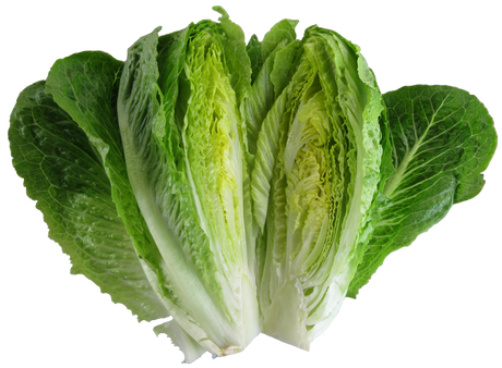 Lettuce 'Parris Island Cos'